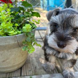 Female 2 - Liver female Miniature Schnauzer puppy in Lowell, North Carolina from Prestigious Schnuazers