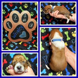 Blue Collar - Mahogany and white male Basset Hound puppy in Hamilton, Indiana from Cam’s Country Bassets