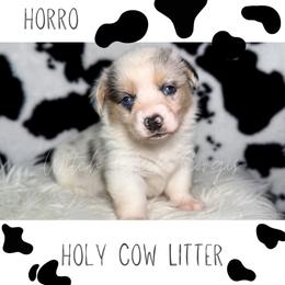 Horro - Blue merle and white male American Corgi puppy in Greenwood, Indiana from Witch Creek Corgis
