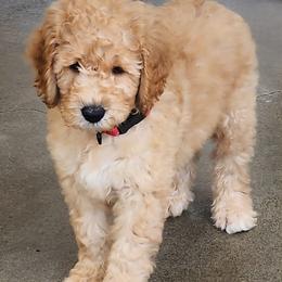 Gram cracker - Apricot male Labradoodle puppy in Anaheim, California from BabySweet Labradoodles