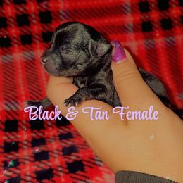 Girl 1 - Black and tan female Pomeranian puppy in Albany, Oregon from Purrs N Poms