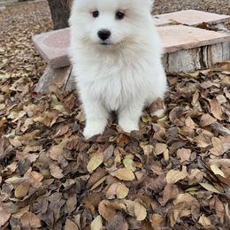 Blue - White male Samoyed puppy in Paulden, Arizona from Carefree Samoyeds & Deserthills Labradors