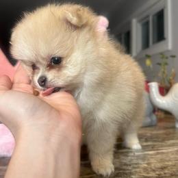 Viola - Cream sable parti female Pomeranian puppy in Bayonne, New Jersey from Pomeranian Dream