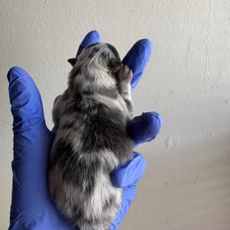 Skye - Blue merle female Pomeranian puppy in Okmulgee, Oklahoma from 918 Pomeranians