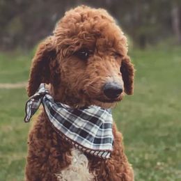 Gigi - Poodle