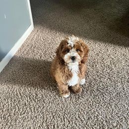 Cavapoo Puppies from Wednesday & Co