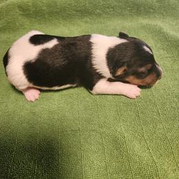 Kai - White black and tan male Wire Fox Terrier puppy in Melbourne, Arkansas from Ivy Hollow Wire Fox Terriers