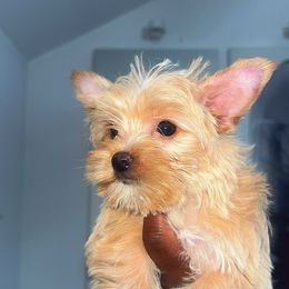 Girl 1 - Tan and white female Yorkshire Terrier puppy in Virginia from KINGZ KENNEL