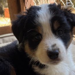 Australian Shepherd Puppies from Abigail’s Angels Australian Shepherds