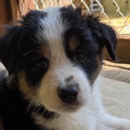 Australian Shepherd Puppies from Abigail’s Angels Australian Shepherds