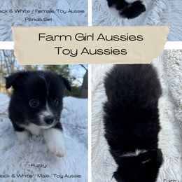 Australian Shepherd Puppies from Farm Girl Aussies
