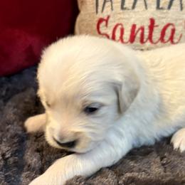 Star - Light golden female Golden Retriever puppy in Seville, Ohio from Retriever Ranch