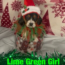 Girl 2 - female Basset Hound puppy in Lexington, Kentucky from Breashae's  Pups