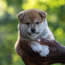 Merlin - Red male Shiba Inu puppy in Hephzibah, Georgia from Evenfalls Shiba Inu