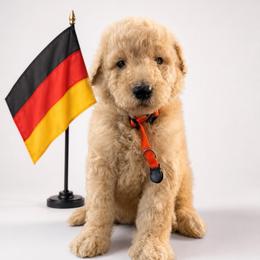 Germany - Apricot male Goldendoodle puppy in Houston, Texas from Were The Mack'Doodles