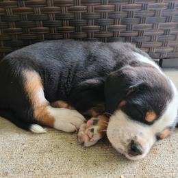 Greater Swiss Mountain Dog Puppies from Hoberg's GSMD