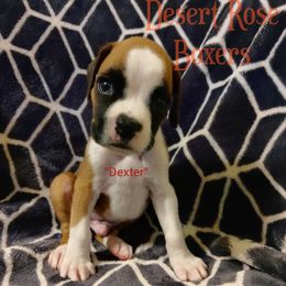 Boxer Puppies from Desert Rose Boxers