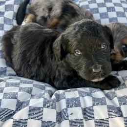 Sabrina - Black and white female Bernedoodle puppy in Springville, Utah from Oodles of Bernedoodles