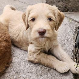 Pink Girl - Apricot female Golden Aussiedoodle puppy in Albuquerque, New Mexico from Chicks Runnin’ Wild Family Farm