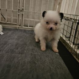 Panda - Black parti female Pomeranian puppy in Monroe, Michigan from Katie's Puffy Wuffies