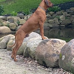 Rhodesian Ridgeback All Grown Up from Copper Ridge Rhodesians
