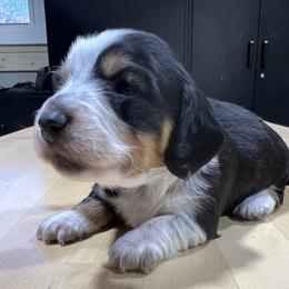 Leon - Piebald male Dachshund puppy in Jordan, Arkansas from Lakeshore Dachshunds