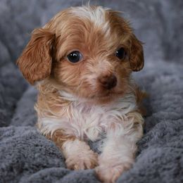 Bentley - Buff and white male Cockapoo puppy in Ellensburg, Washington from Dawn to Dusk Cockapoos