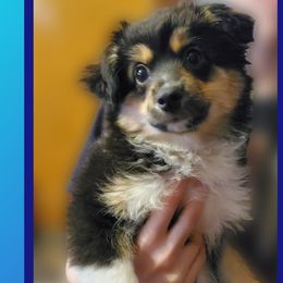 Stitch - Black tri Miniature Australian Shepherd puppy in Union City, Pennsylvania from M&B Mini Aussies