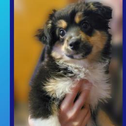 Stitch - Black tri Miniature Australian Shepherd puppy in Union City, Pennsylvania from M&B Mini Aussies