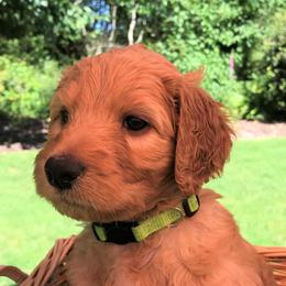 Nemo - Apricot male Goldendoodle puppy in Belfair, Washington from Merry R Goldendoodles