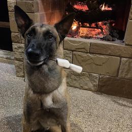 Belgian Malinois from New Beginning Belgians