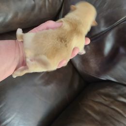 Pomeranian Puppies from Merri's Pom's