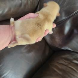 Pomeranian Puppies from Merri's Pom's