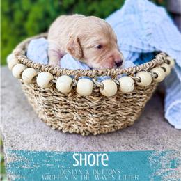 Shore - Apricot female Goldendoodle puppy in Soddy Daisy, Tennessee from The W Doods