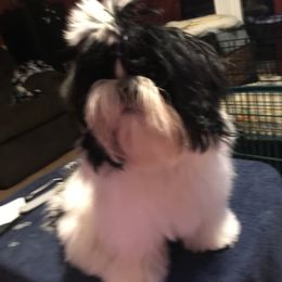 Norah - Shih Tzu