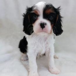 Rose - Tri-color female Cavalier King Charles Spaniel puppy in Dallas, Texas from Holliday Cavalier King Charles Spaniels