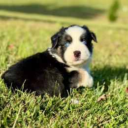 Feta - Black tri-color female Australian Shepherd puppy in Beaverdam, Virginia from Cimmarun Farm Aussies