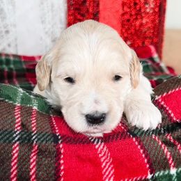 Hula Hoop - Cream female Goldendoodle puppy in Sterling, Illinois from Charley's Goldendoodles