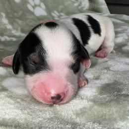 AKC - REBEL - Piebald male Dachshund puppy in Omaha, Nebraska from Colorful Dachshunds