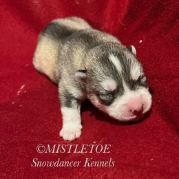 Mistletoe - Siberian Husky puppy from Snowdancer Kennels, Reg