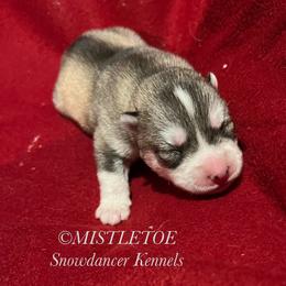 Mistletoe - Siberian Husky puppy from Snowdancer Kennels, Reg
