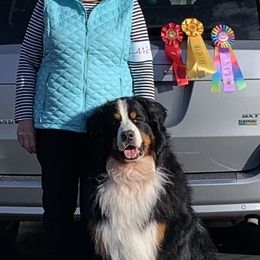 Bernese Mountain Dog All Grown Up from Tollhaus Bernese Mountain Dogs