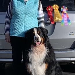 Bernese Mountain Dog All Grown Up from Tollhaus Bernese Mountain Dogs