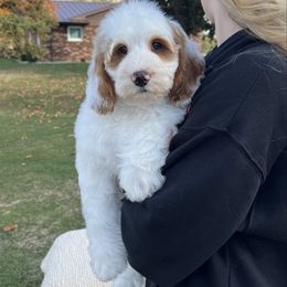 Gourdy - Parti male Goldendoodle puppy in Ottawa, Ohio from Simply Beautiful Goldendoodles