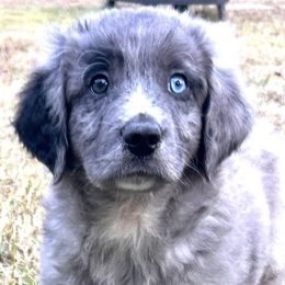 Aussiedoodles from Howdilly Doodley