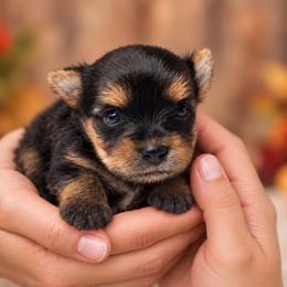 Lily 3000 small - Black and tan female Yorkshire Terrier puppy in Douglas, Georgia from South Georgia Yorkies and Biewers