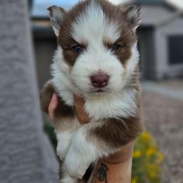 Stain - Red and white male Siberian Husky puppy in Buckeye, Arizona from Anime Huskies