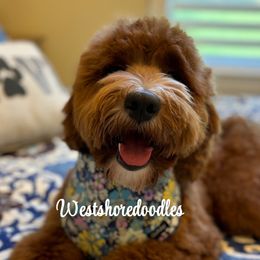 Basel - Goldendoodle