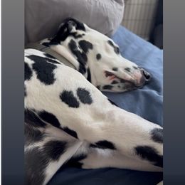 Dalmatian Puppies from Lone Star Dalmatians