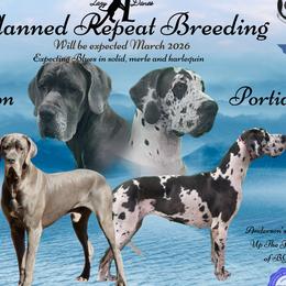 Great Dane puppies from Lazy A Danes